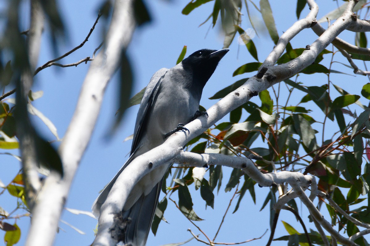 Black-faced Cuckooshrike - ML642575627