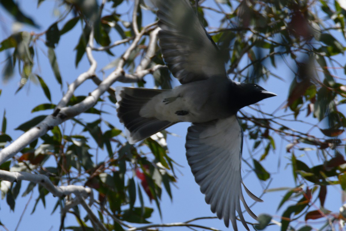 Black-faced Cuckooshrike - ML642575628