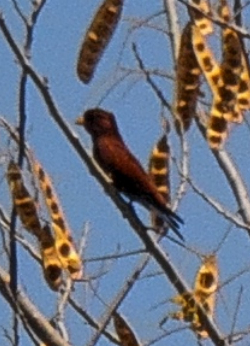 Broad-billed Roller - ML642575629
