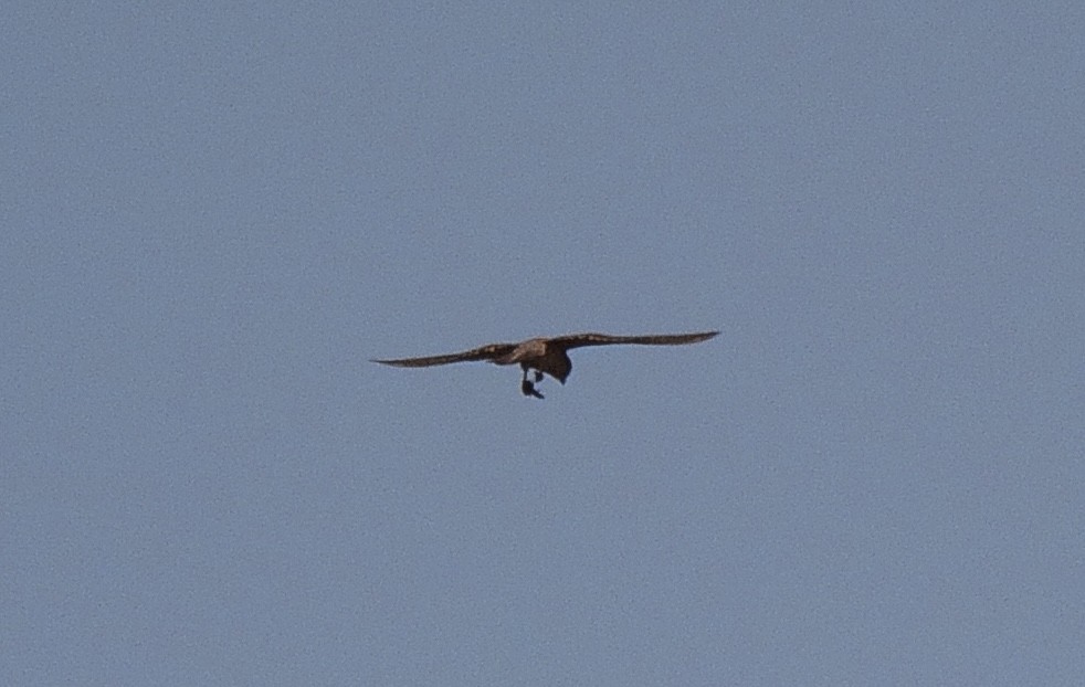 Malagasy Kestrel - ML642575640