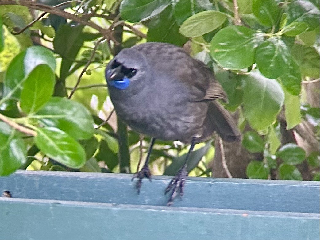 North Island Kokako - ML642575663