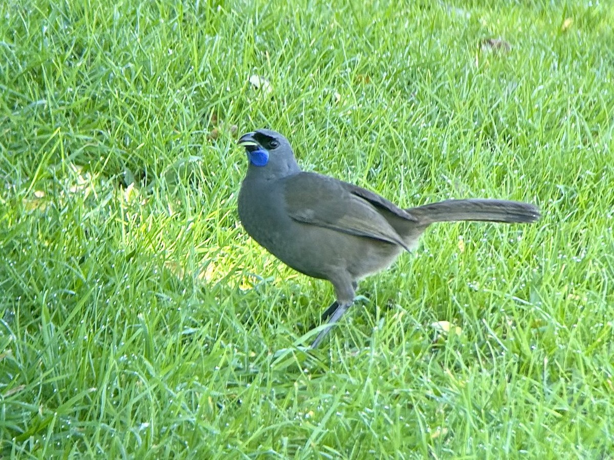 North Island Kokako - ML642575665