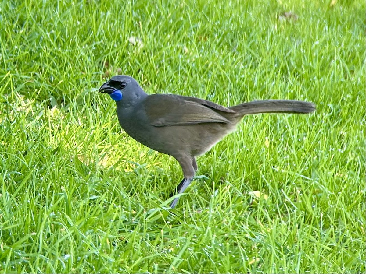 North Island Kokako - ML642575667