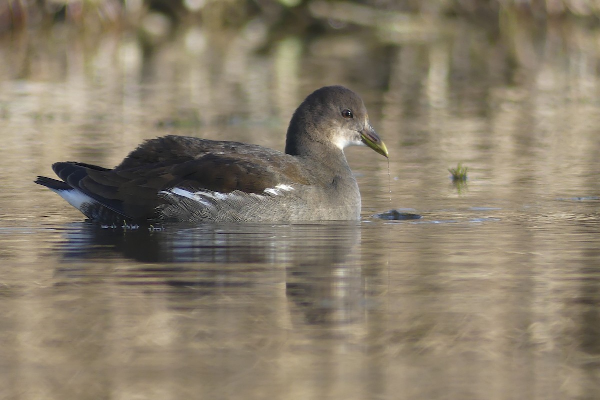 Gallinule poule-d'eau - ML642575671