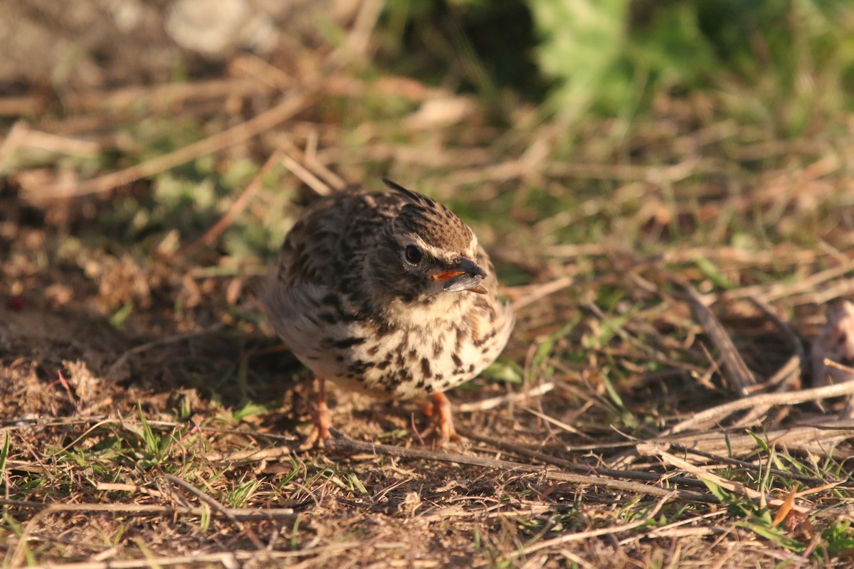 Thekla's Lark - ML642575679