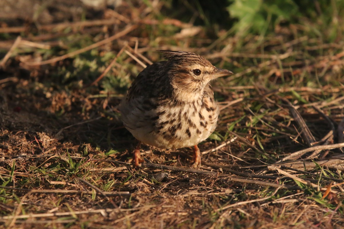 Thekla's Lark - ML642575680