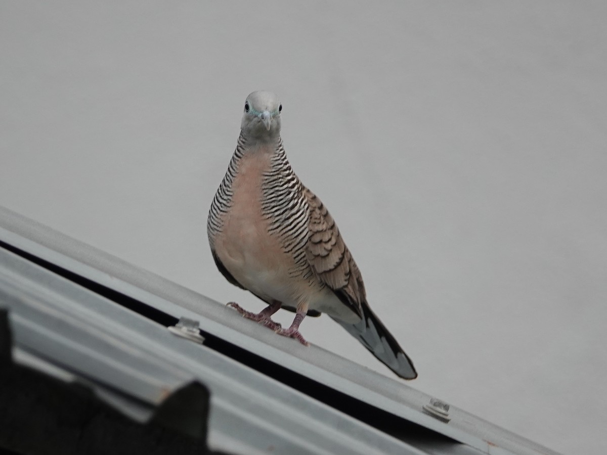 Zebra Dove - ML642575709