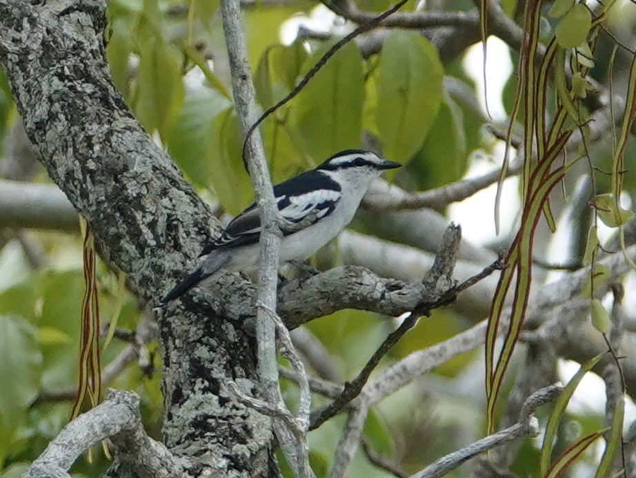 Pied Triller - ML642575718