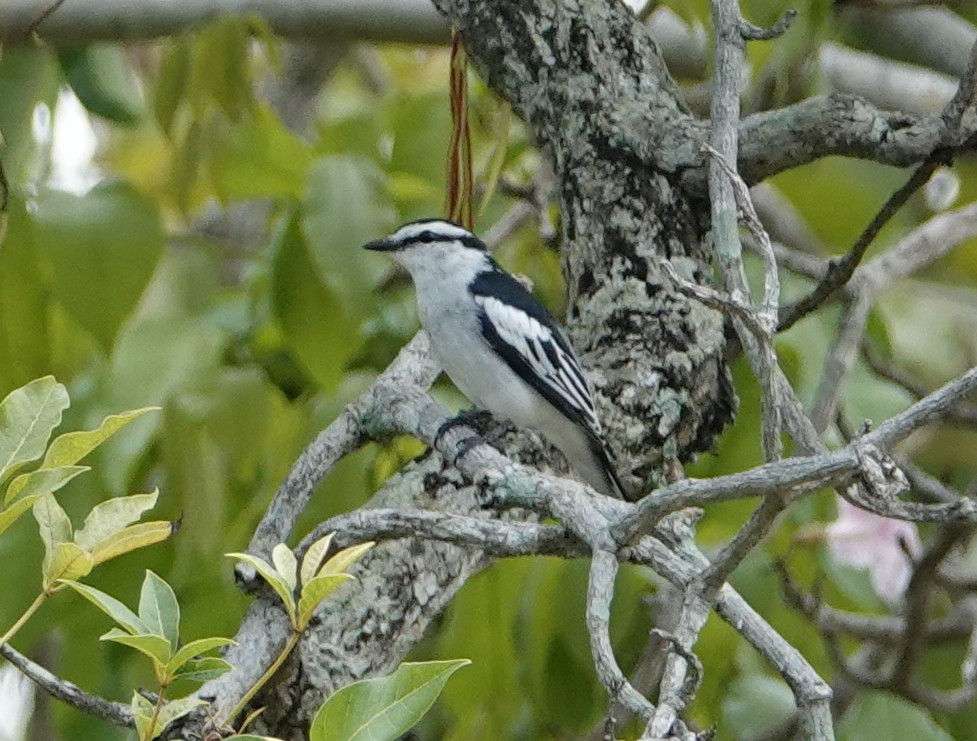 Pied Triller - ML642575719