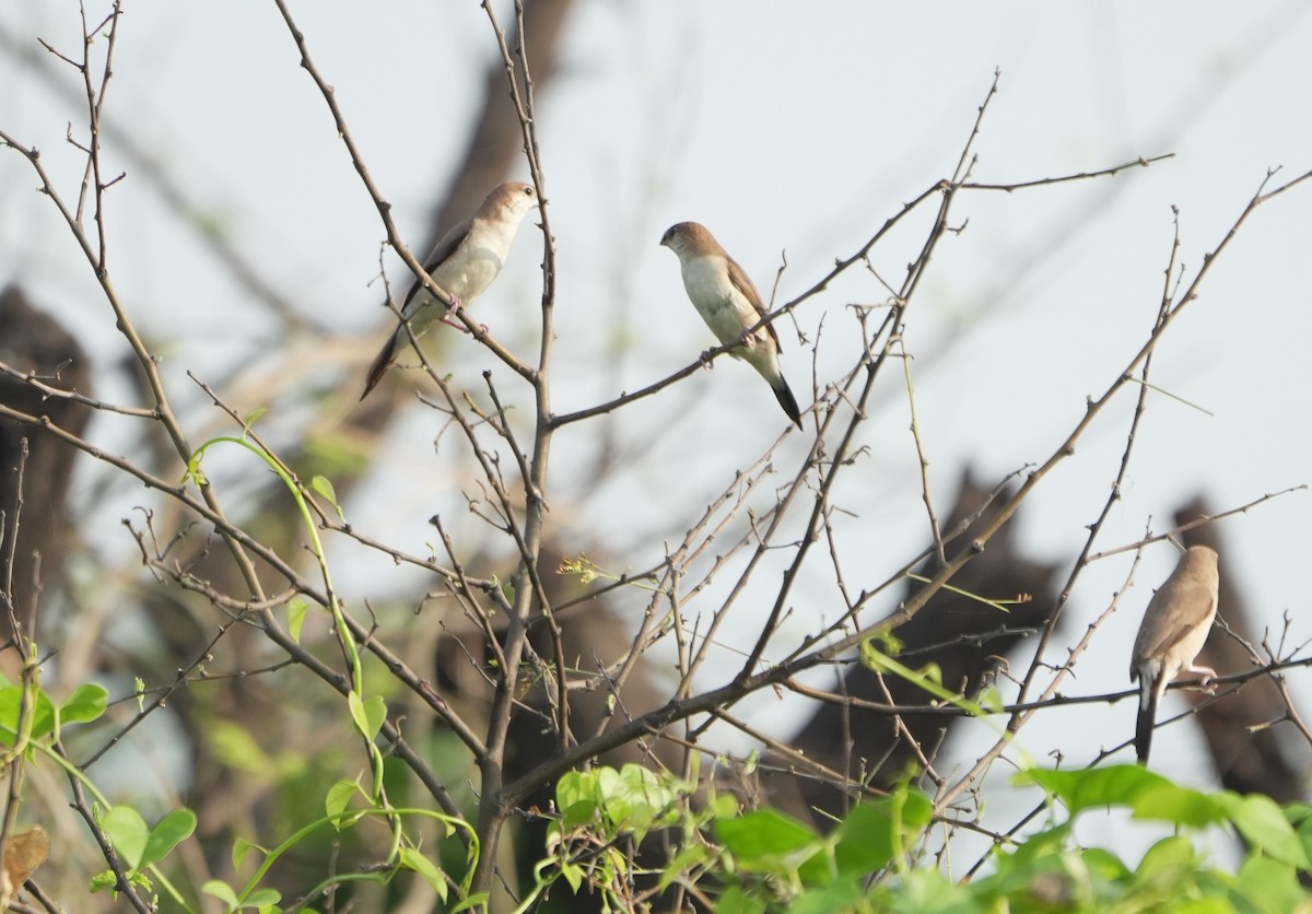 Indian Silverbill - ML642575735