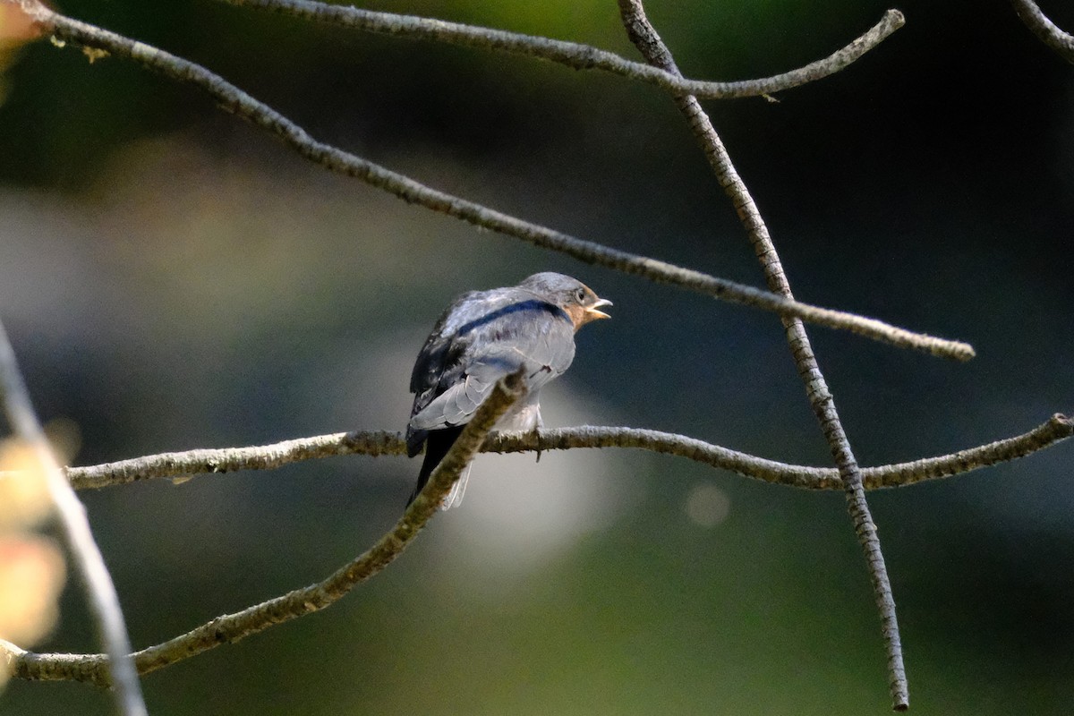 Hirondelle messagère - ML642575788