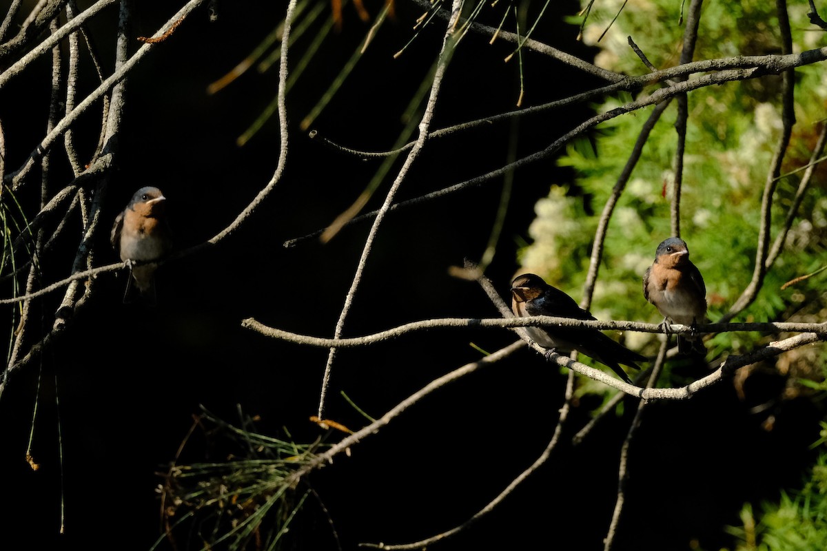 Hirondelle messagère - ML642575789