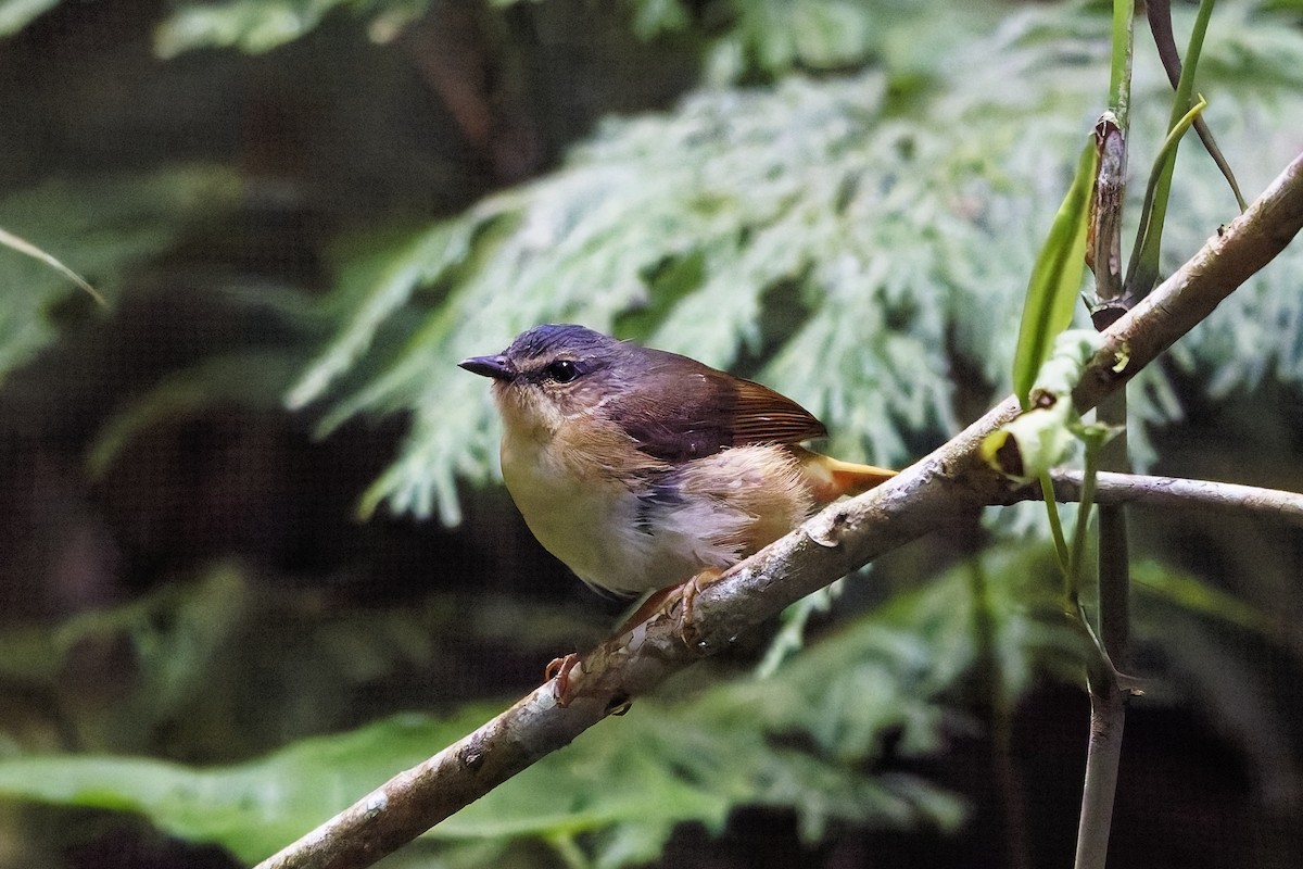 Buff-rumped Warbler - ML642575817