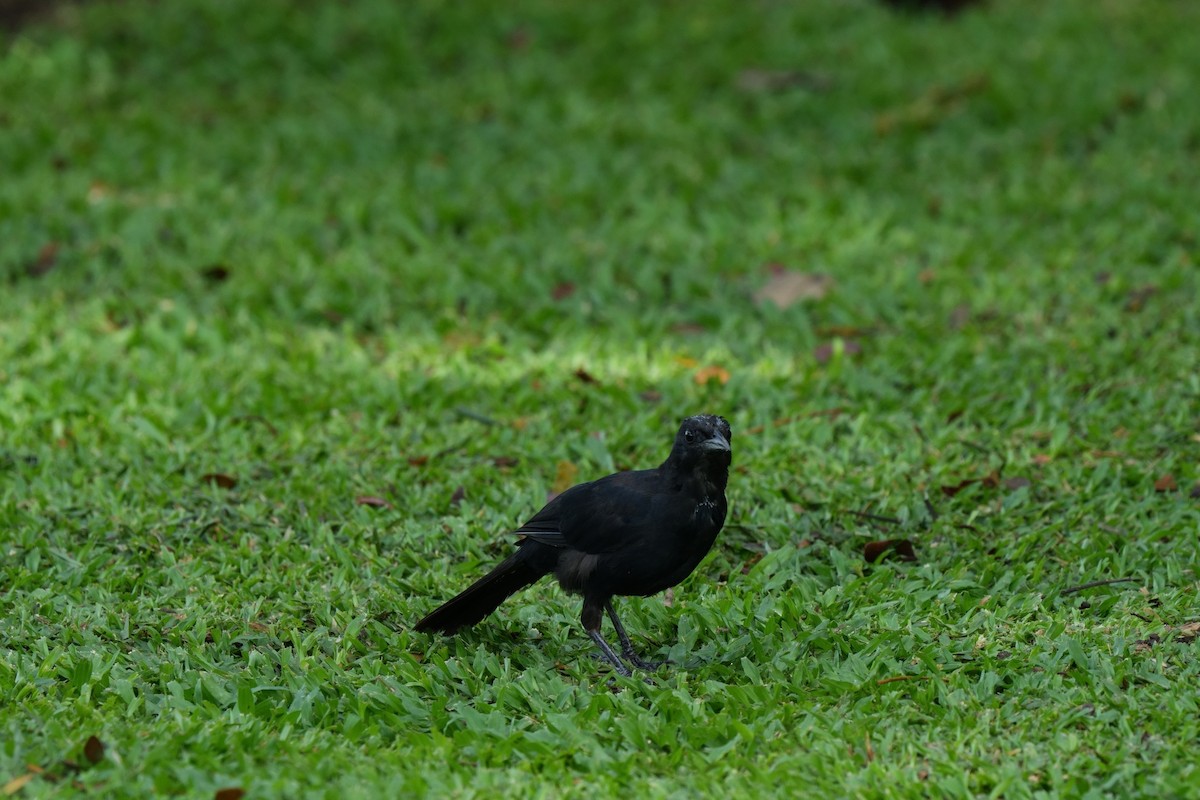 Melodious Blackbird - ML642575821