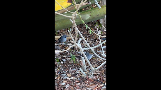 Slender Antbird - ML642575823