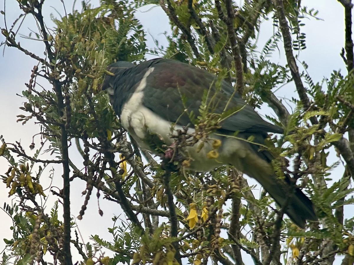 New Zealand Pigeon - ML642575828