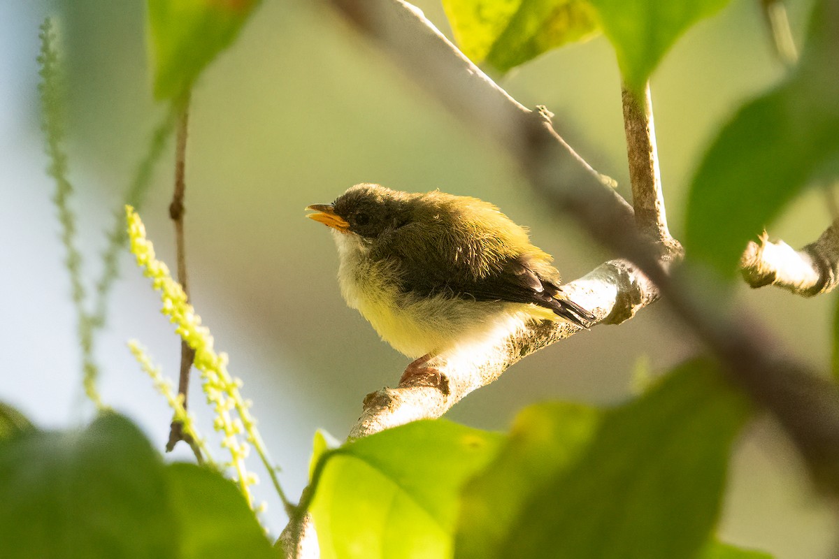 Lompobattang Leaf Warbler - ML642575831