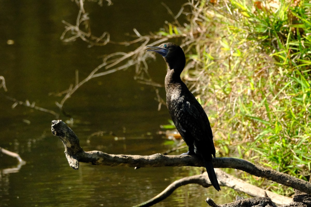 Cormoran noir - ML642575838