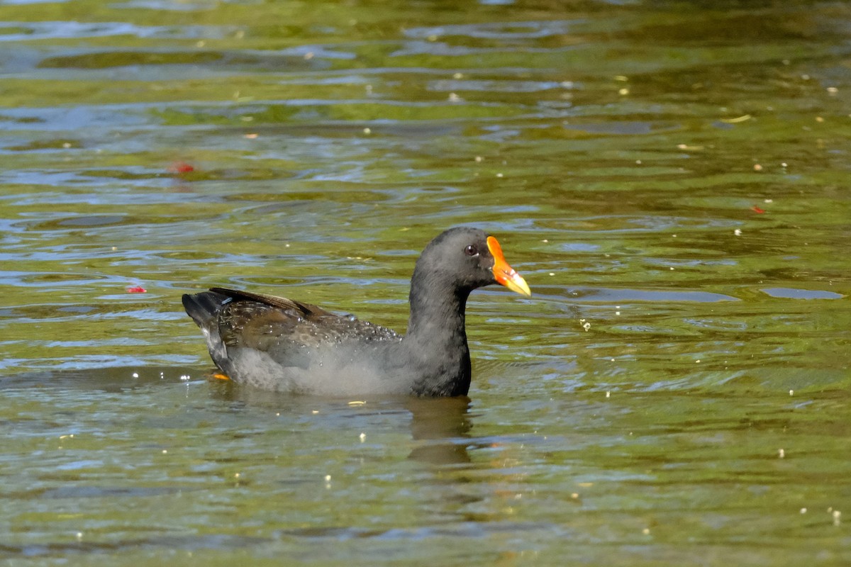 Gallinule sombre - ML642575843