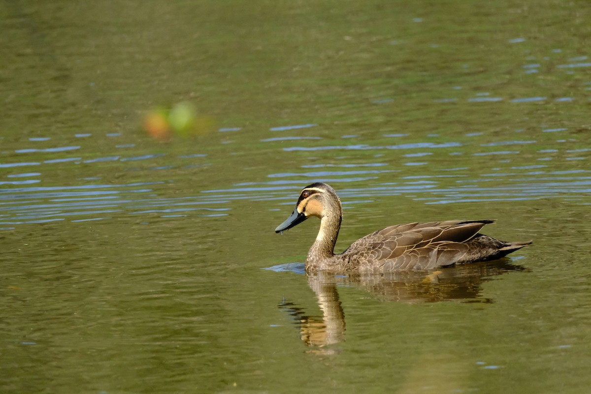Canard à sourcils - ML642575853