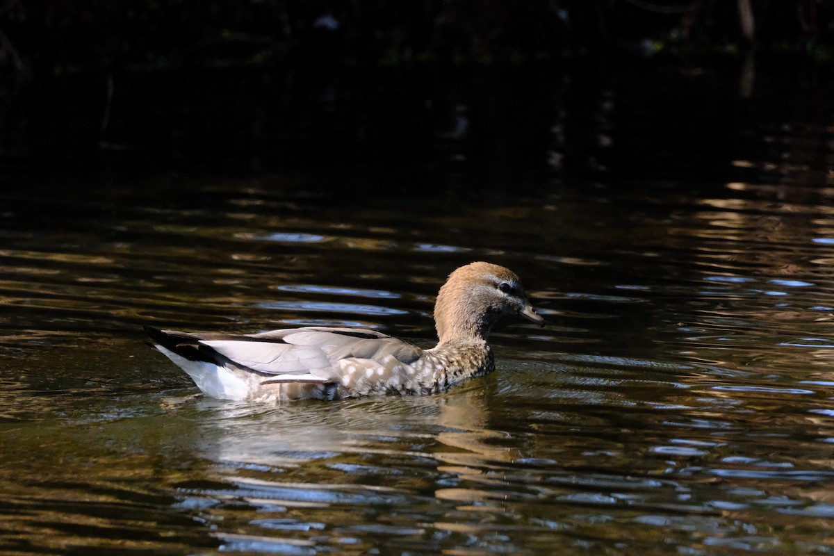 Canard à crinière - ML642575855