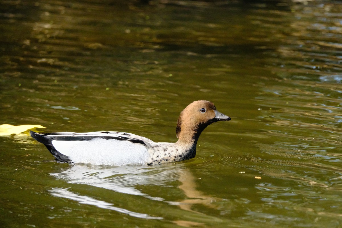 Canard à crinière - ML642575856