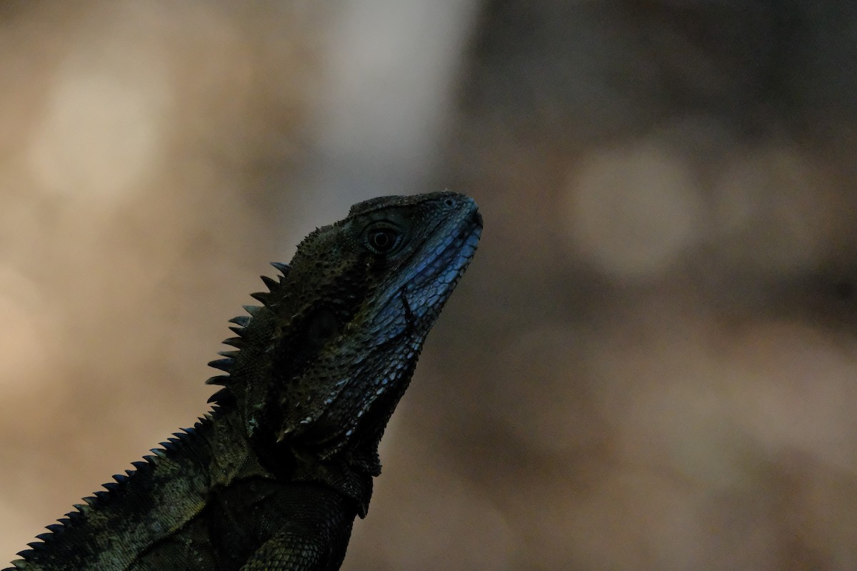 Australian Water Dragon - ML642575865