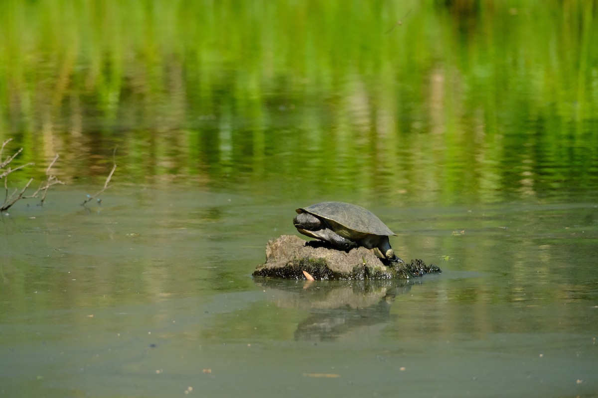 Eastern Short-necked Turtle - ML642575868