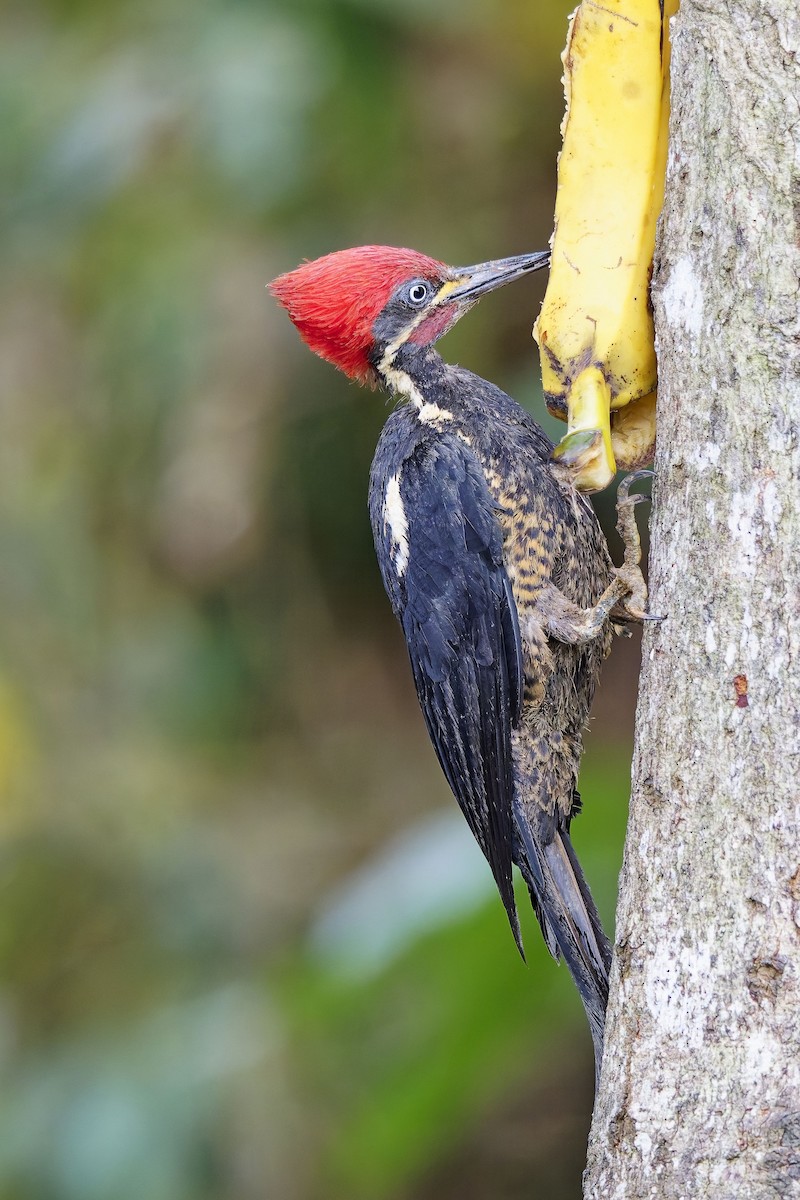 Lineated Woodpecker (Lineated) - ML642575874
