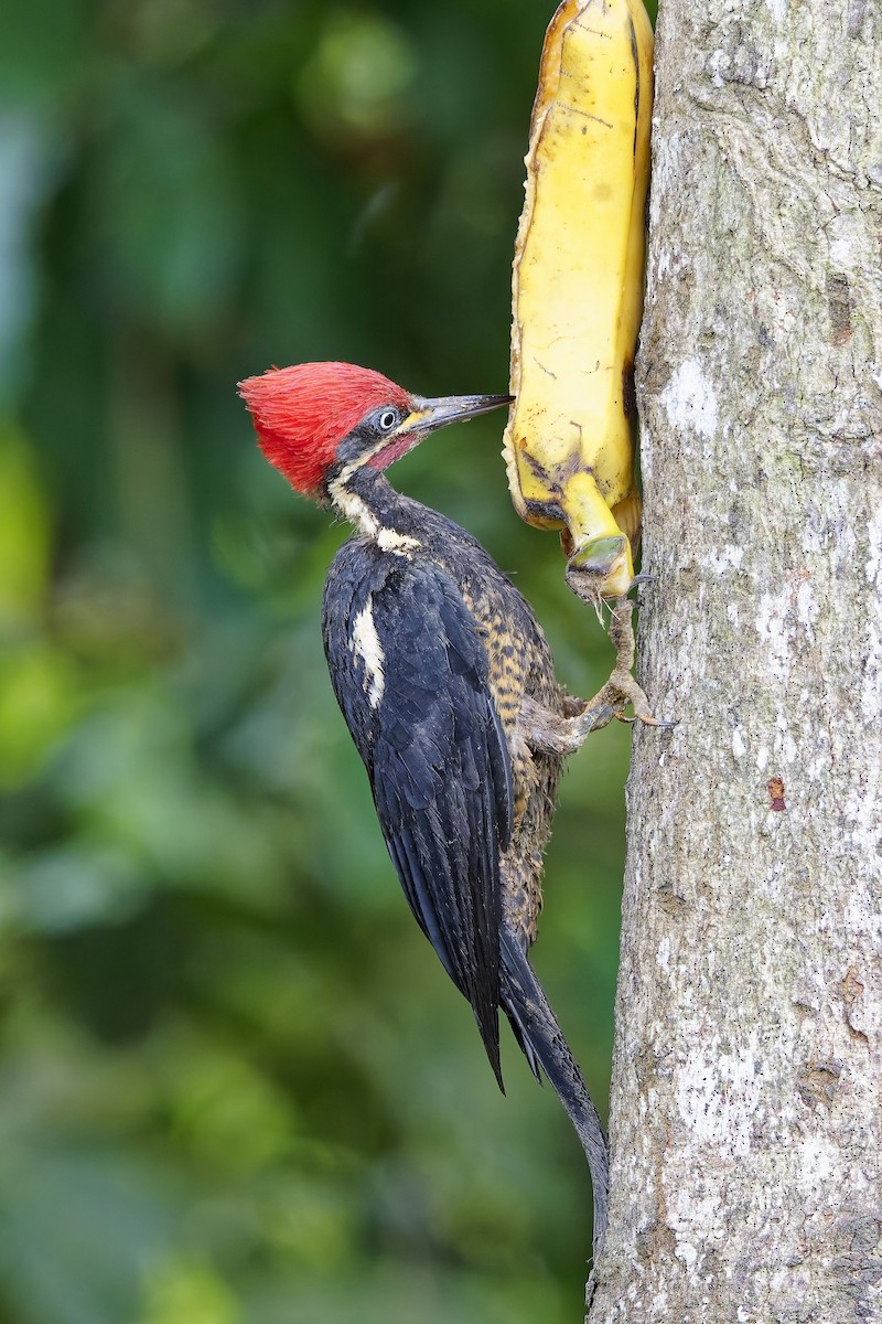 Lineated Woodpecker (Lineated) - ML642575875