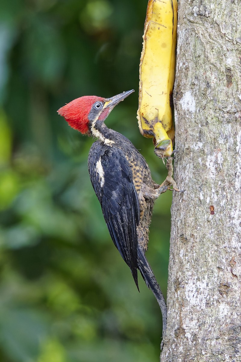 Lineated Woodpecker (Lineated) - ML642575876