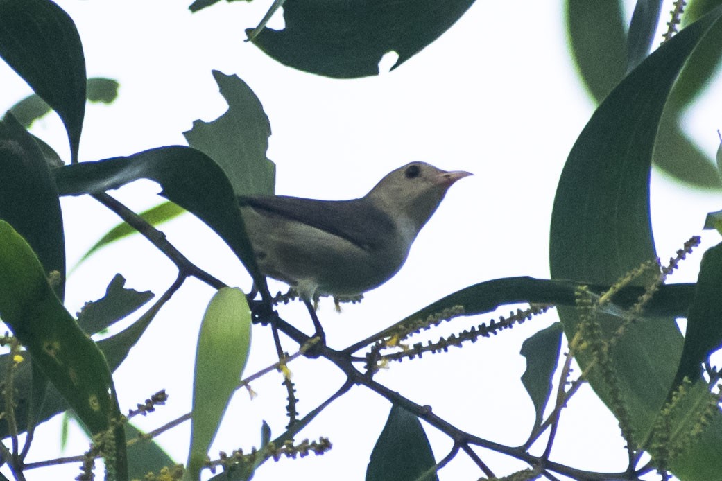 Pale-billed Flowerpecker - ML642575908