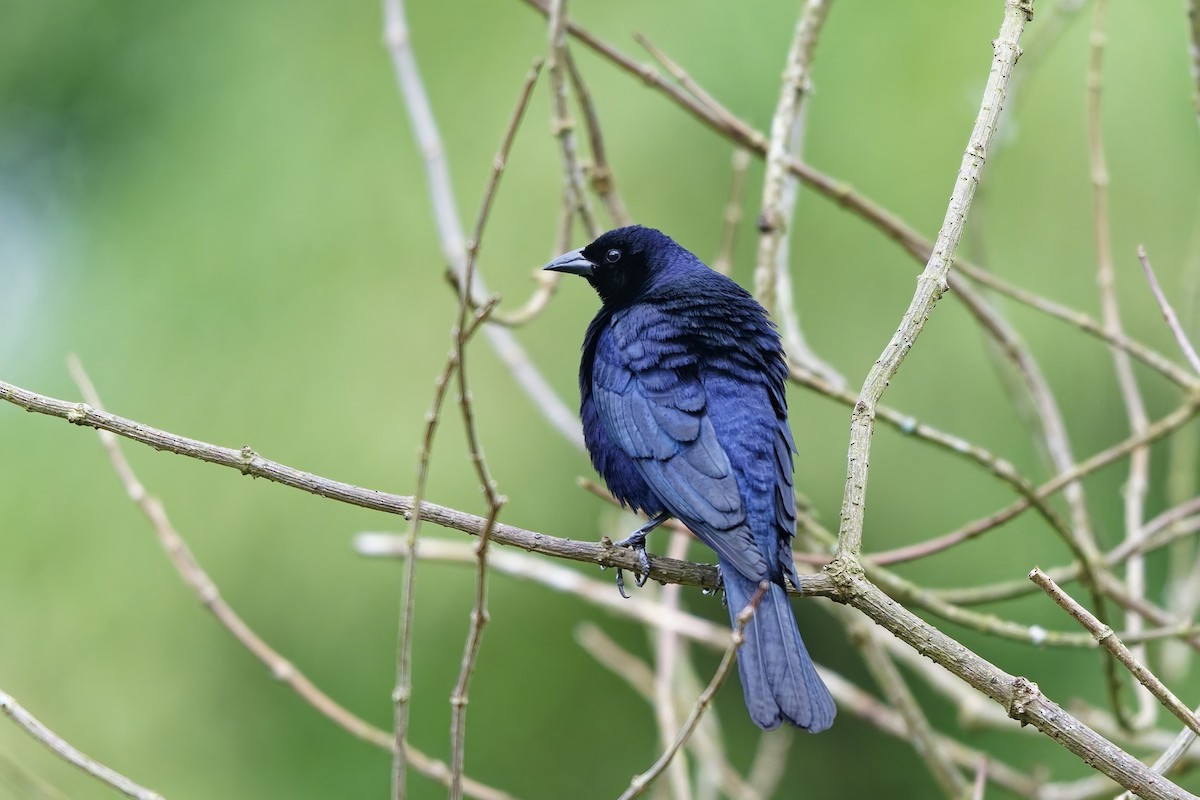 Shiny Cowbird - ML642575913
