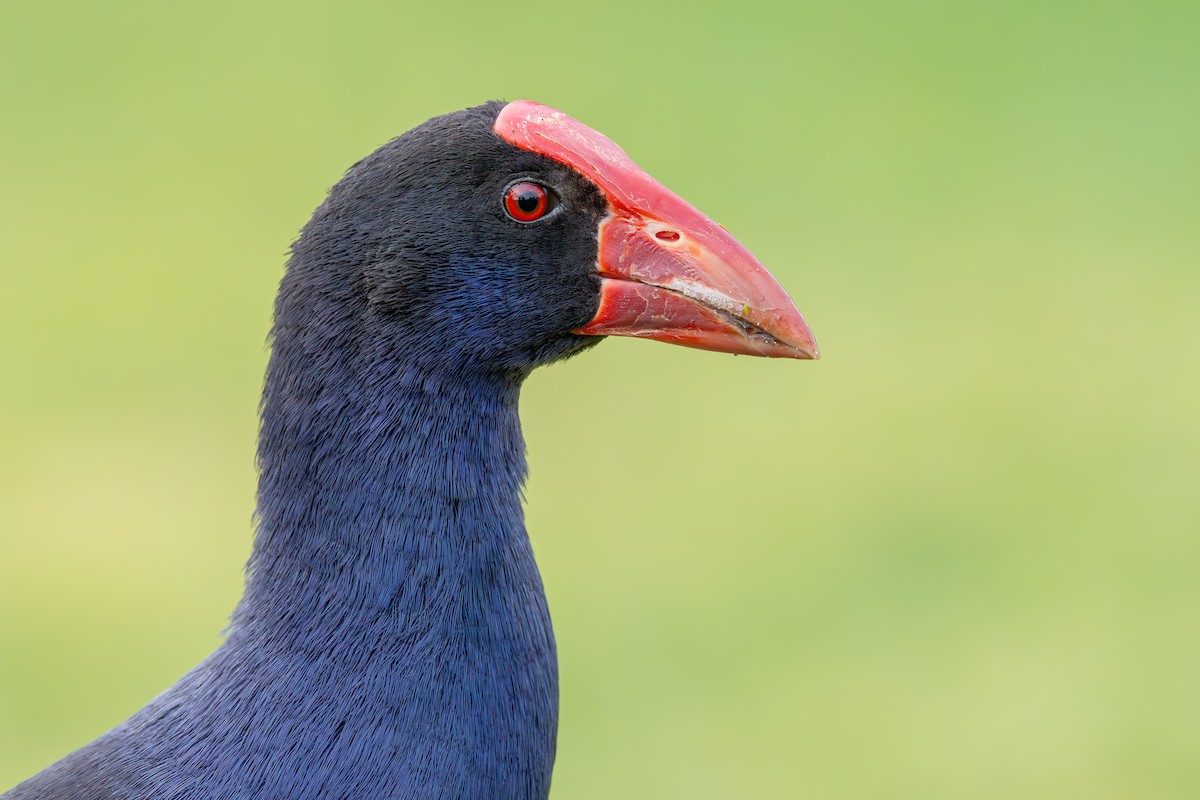 Australasian Swamphen - ML642575921