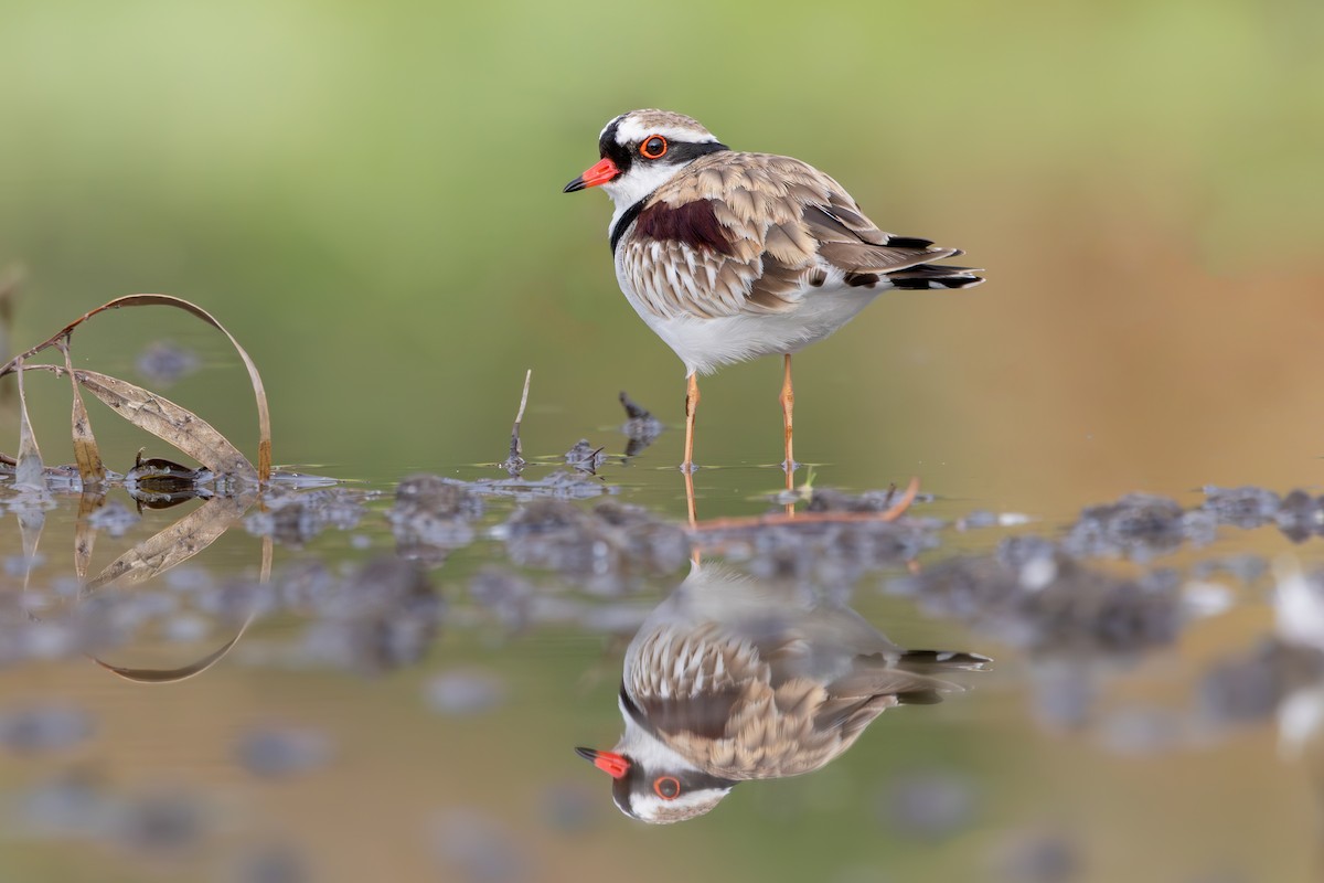 Black-fronted Dotterel - ML642575923