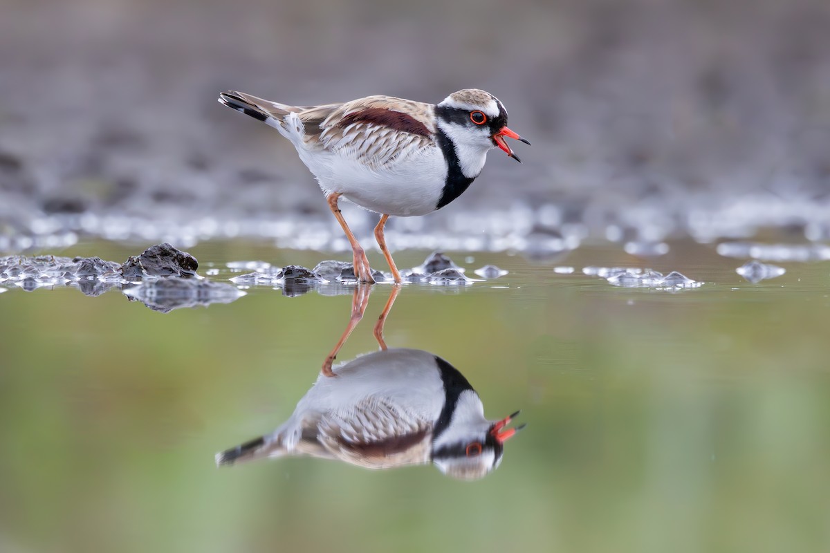 Black-fronted Dotterel - ML642575924