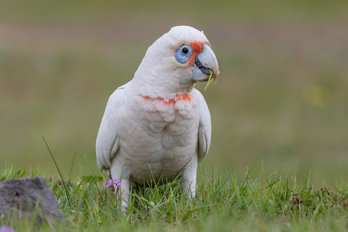 Long-billed Corella - ML642575928