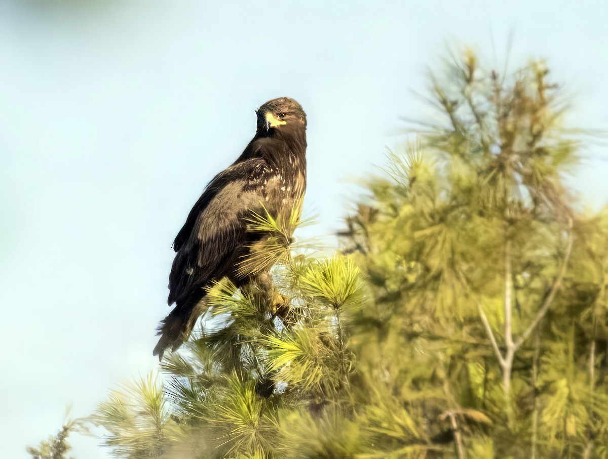 Lesser Spotted Eagle - ML642575933