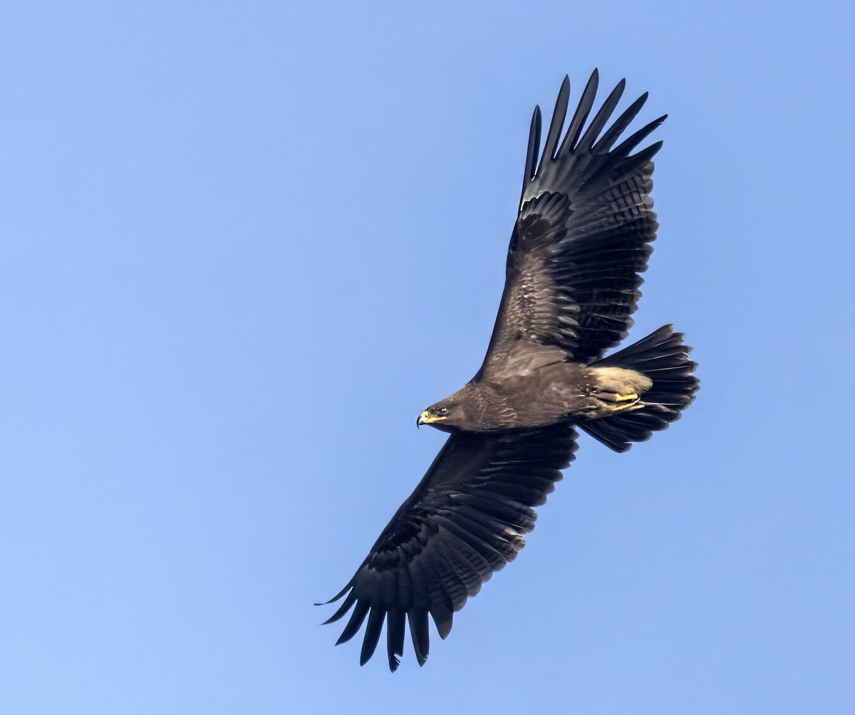 Lesser Spotted Eagle - ML642575934