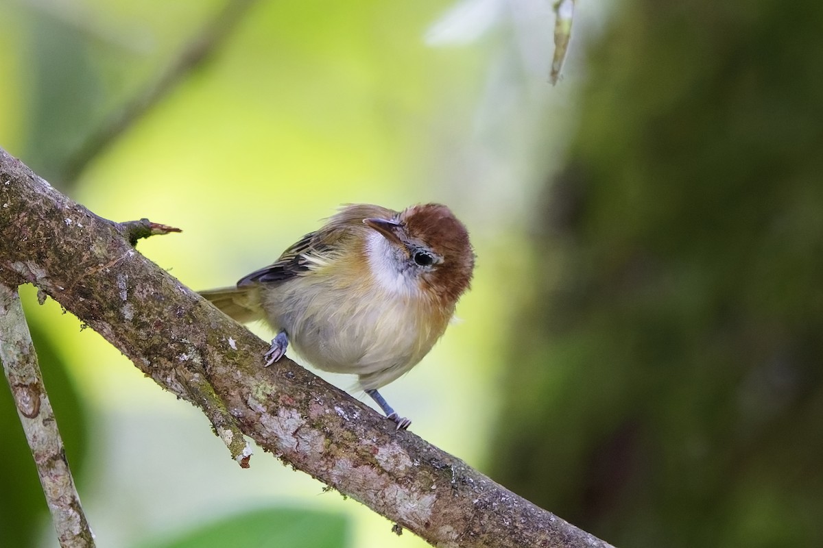 Rufous-naped Greenlet - ML642575945