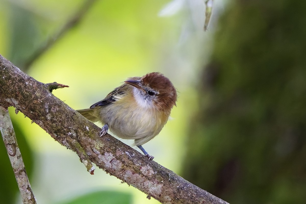Rufous-naped Greenlet - ML642575951