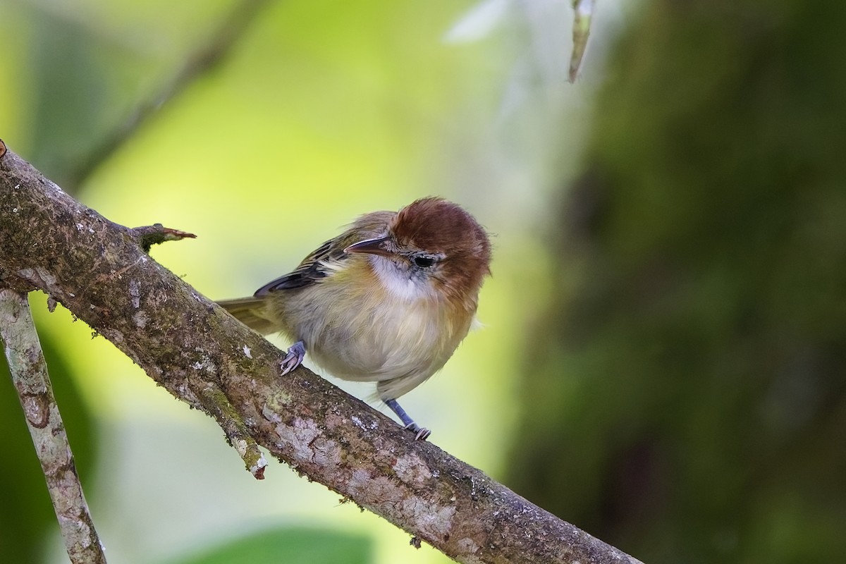 Rufous-naped Greenlet - ML642575952