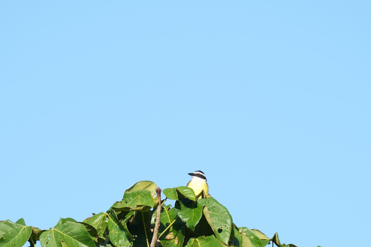 Great Kiskadee - ML642575971