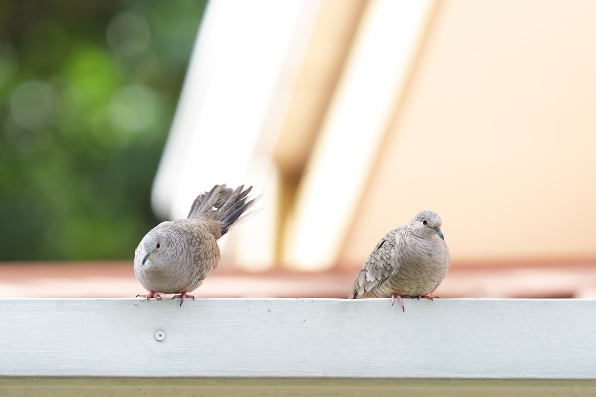 Inca Dove - ML642575977