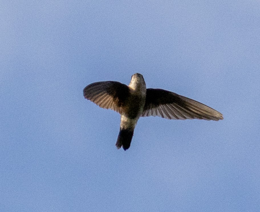 Satin Swiftlet - ML642576063