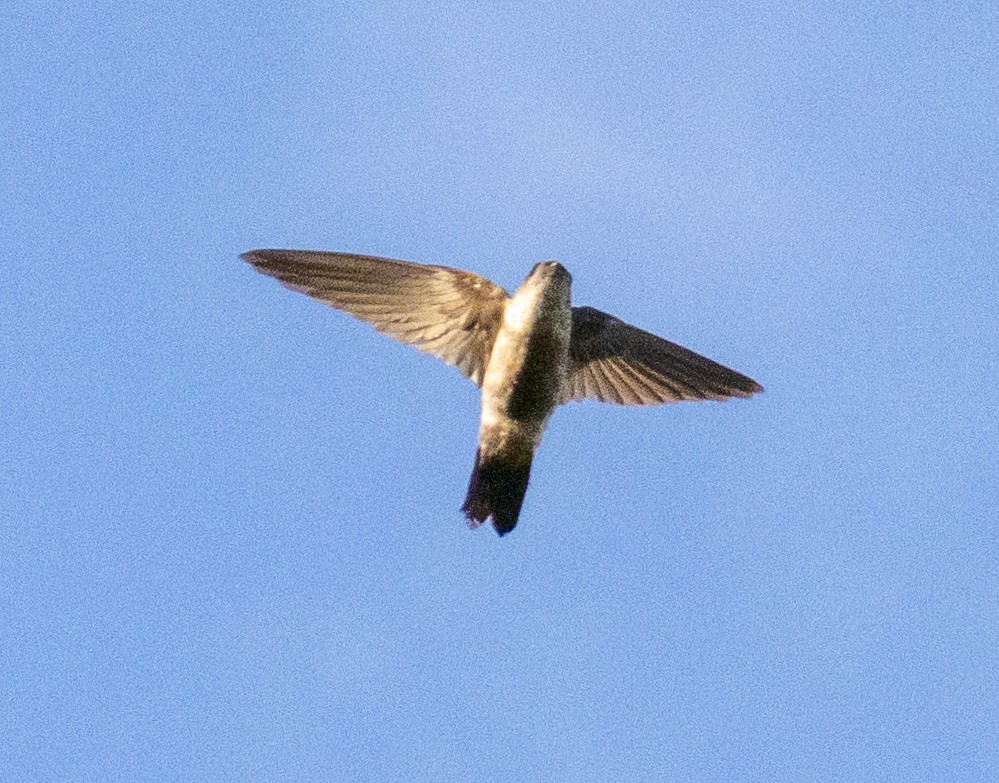 Satin Swiftlet - ML642576064