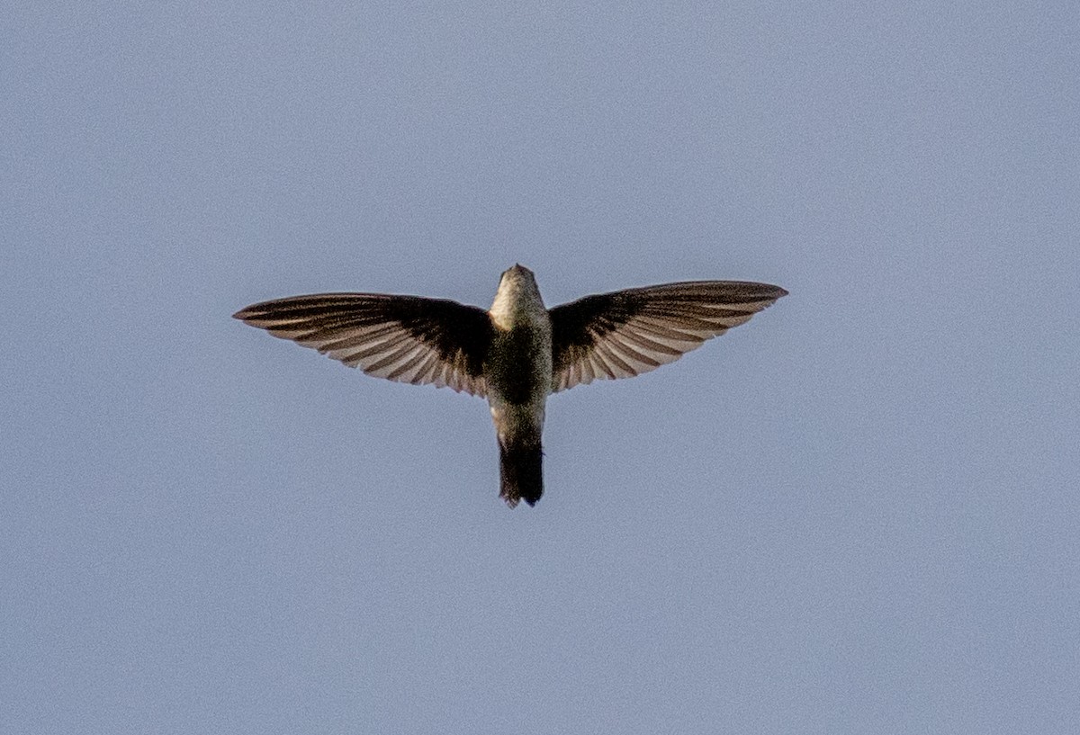Satin Swiftlet - ML642576065