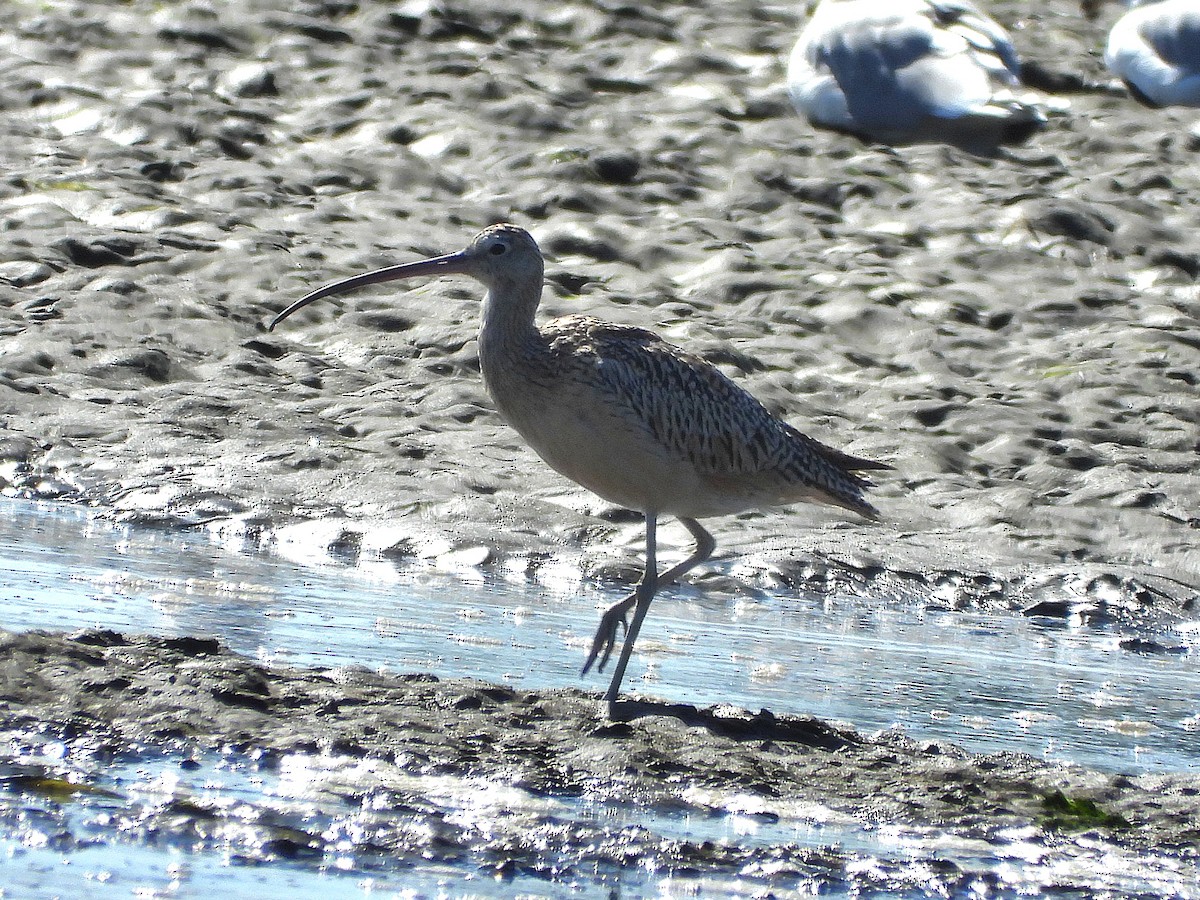 Long-billed Curlew - ML642576125