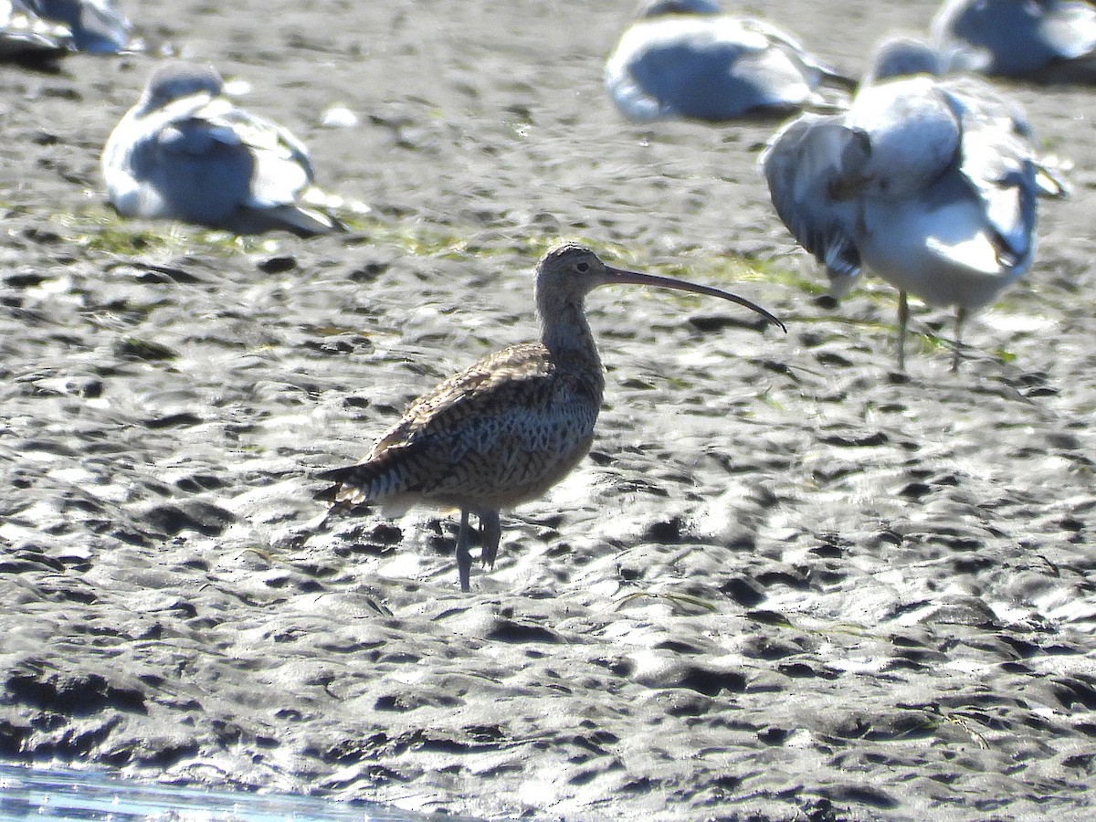 Long-billed Curlew - ML642576126