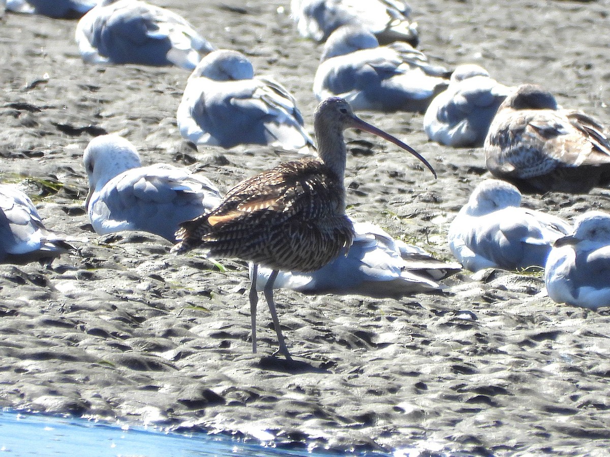 Long-billed Curlew - ML642576127